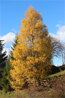 KW46 - Der goldene Herbst dauert an