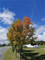 KW40 - Farbenprächtiger Herbst, Foto Franz Bader
