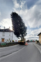 KW48 - Der neue Christbaum, gespendet von Resi und Willi Wieland aus Zankwarn, wurde aufgestellt