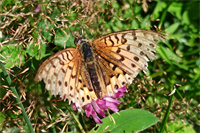 KW34 - Kaisermantel-Schmetterling
