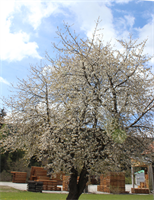 KW19 - Die Kirschbäume blühen